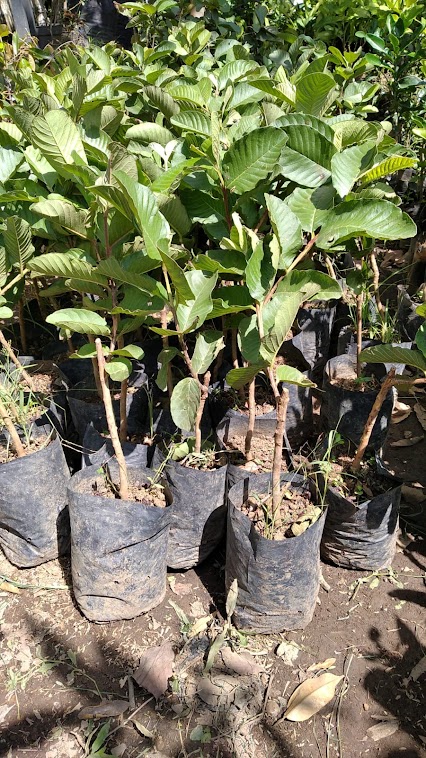 jual bibit tanaman jambu kristal merah unggul sulawesi utara Singkawang