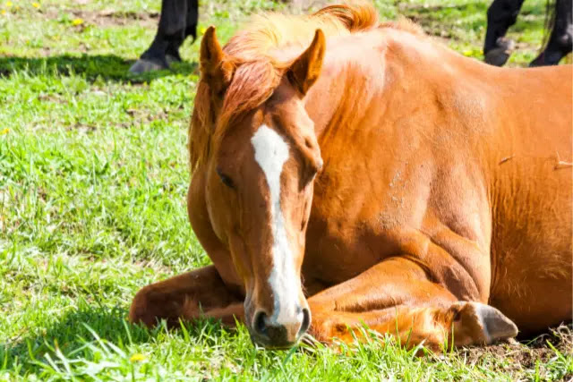 comment-dort-un-cheval