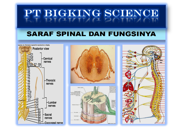 brainking plus >> 08123 01 8900