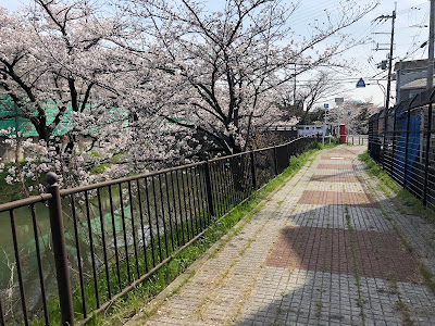 【寝屋川市】幹線用水路の桜（大阪みどりの百選）