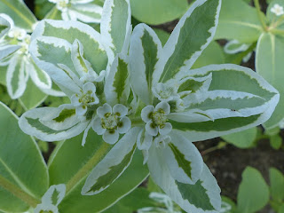 Euphorbia marginata - Euphorbe à feuilles marginées - Euphorbe panachée 