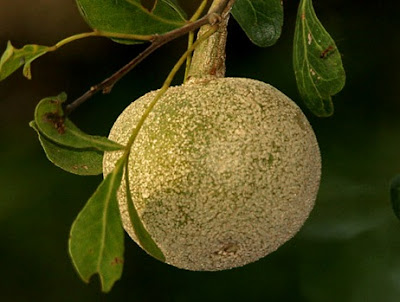 Manfaat Dan Khasiat Buah Kawista