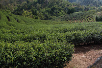 Teegarten in Doi Wawee