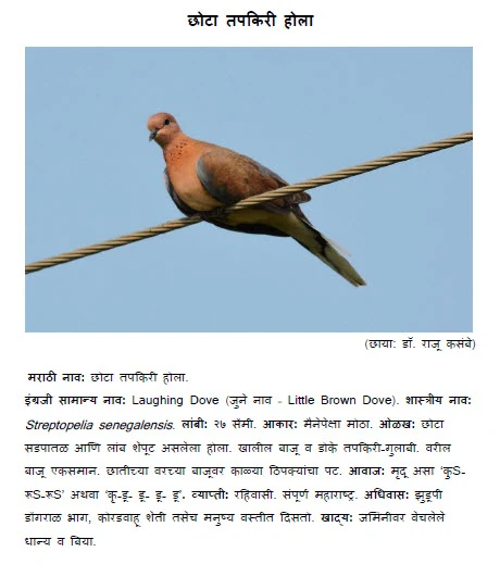 laughing dove chhota tapkiri hola bird information in marathi
