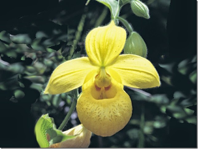 Cypripedium_irapeanum