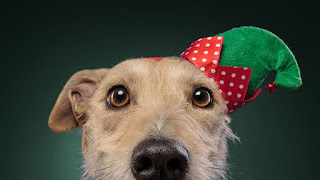 Más de 15 fotos de perros que están listos para Navidad
