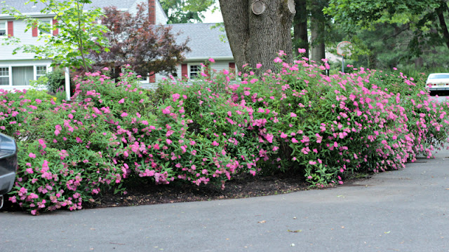 flowers bushes summer spring garden