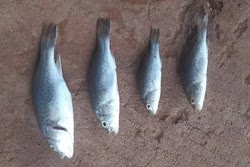 Η αυστραλιανή πόλη Λαχαμάνα, η οποία κατοικείται από κοινότητες Αβορίγινων τα τελευταία 30 χρόνια έχει βρέξει ψάρια τέσσερις φορές. Αυτό είν...