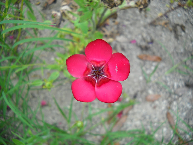 Phlox Red Drummond wildflower at White Rock Lake, Dallas, TX