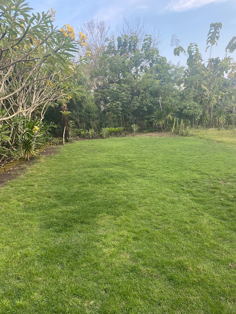 Rumput jepang