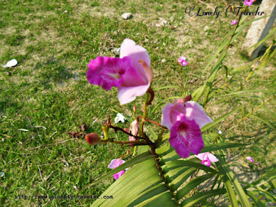 Bamboo orchid, Arundina graminifolia