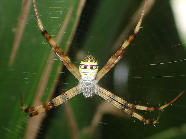 Argiope versicolor