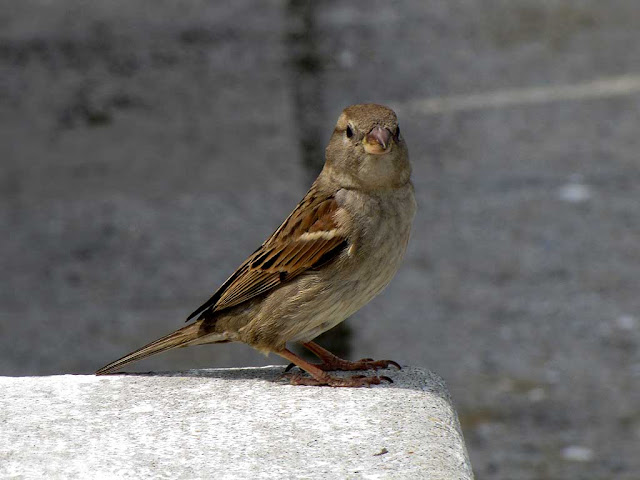 Little sparrow, Porto Mediceo, Livorno