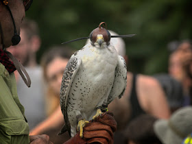 NYC Raptor Fest 2022