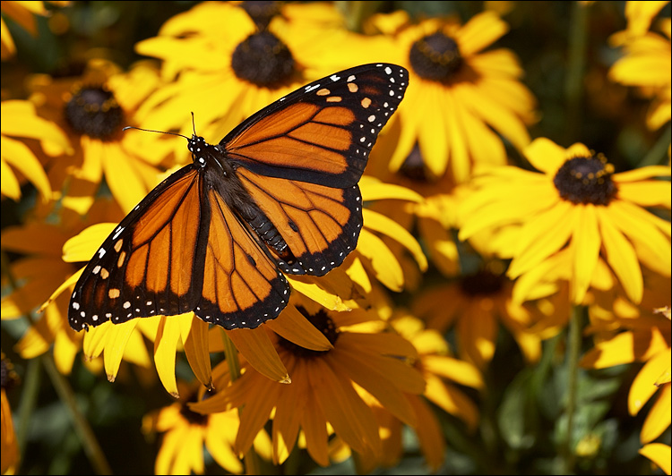 True Wild Life Butterfly The butterfly can be found in most countries in 