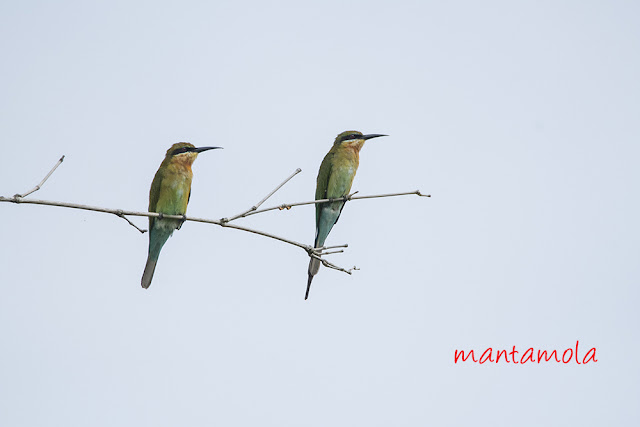 blue-tailed bee-eater