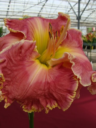 The Lust List | Daylily Haiku Thursday