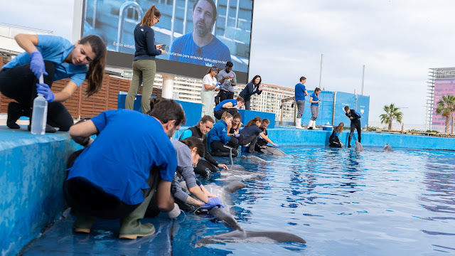 Durante una de las sesiones prácticas en el Oceanogràfic