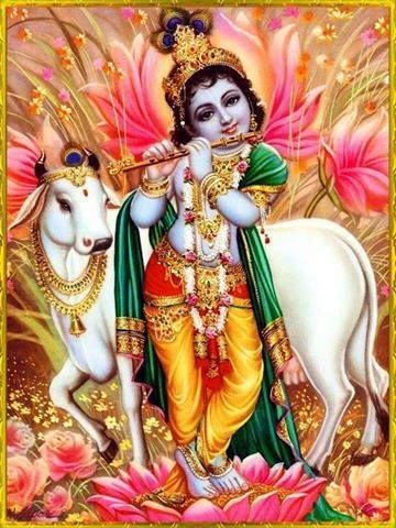 Lord Krishna Image with Cows