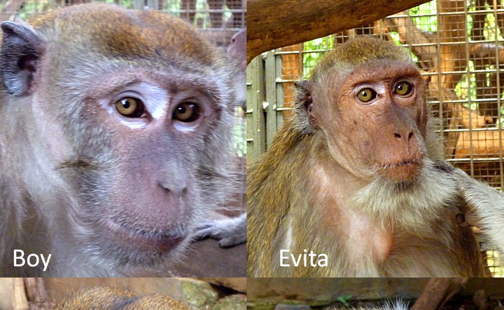 Yayasan IAR Indonesia 13 ekor Monyet Ekor Panjang 