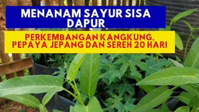 Update Perkembangan Sayur Kangkung, Pepaya Jepang dan Sereh Sisa Masak