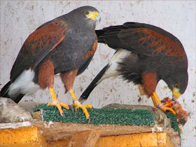 pareja de aguilillas de Harris