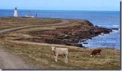 IMG_1129_thumb[1]