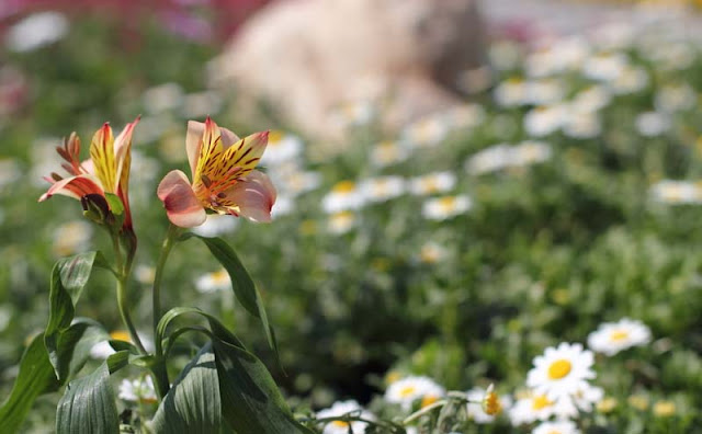 Peruvian Lily Flowers Pictures