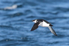 My Lifer Razorbill! Photo taken by Jeff Byrd