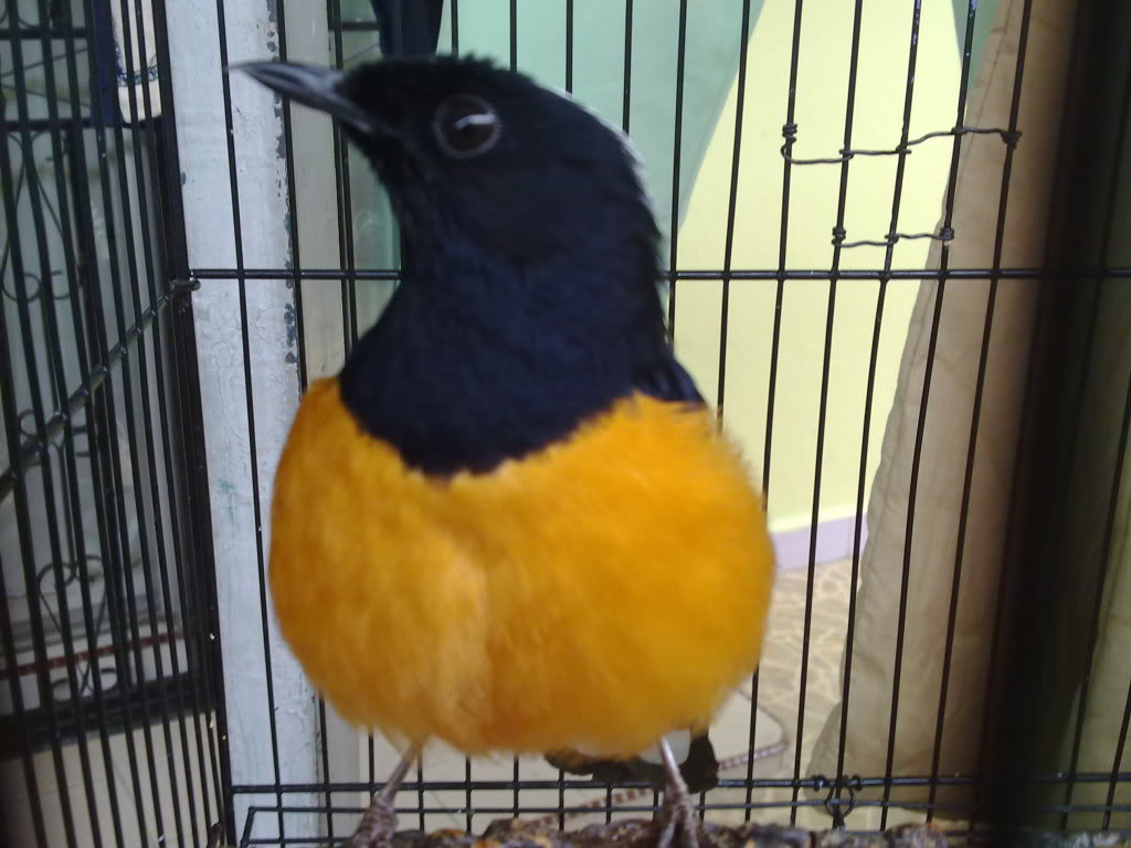 Abang Kicau Mania: Harga Jual Burung Murai Batu Borneo 