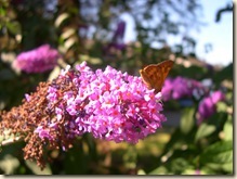 buddleia and skipper