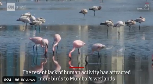 VIDEO: Thousands of Flamingo Birds Migrating to Mumbai Wetlands when India is on Lockdown.