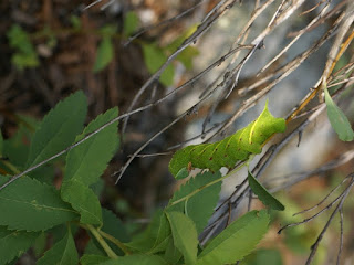 Chenille du Sphinx aveugle - Paonias excaecatus