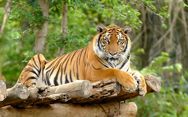 Persebaran fauna  di indonesia bagian  barat tengah dan timur 