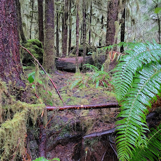Photo looking into a forest with standing trees, fallen logs, ferns, dead leaves on the ground