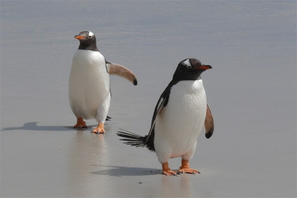 интересные факты о пингвинах. пингвины на берегу