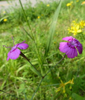 Oeillet à delta - Oeillet couché - Oeillet glauque - Dianthus deltoides 