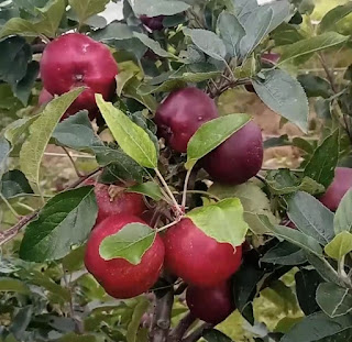 Apple farming in dhanolti uttarakhand