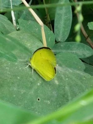 butterfly-sitting-on-the-green-leaf-of-plant