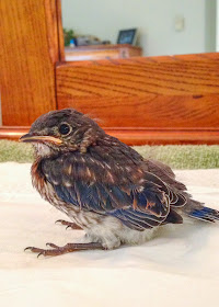 Male Eastern Bluebird nestling 16 to 17 days old