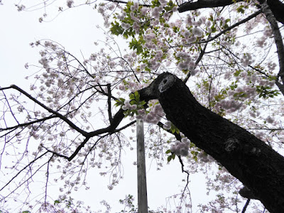 大阪造幣局 桜の通り抜け