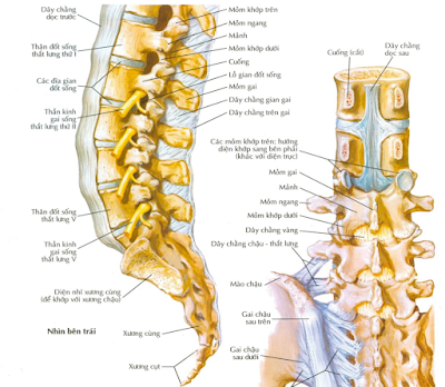 Tầm quan trọng của cột sống