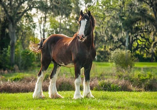 Clydesdale Horse