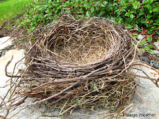 Abandoned Bird's Nest