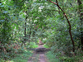 trail at Ott Biological Preserve