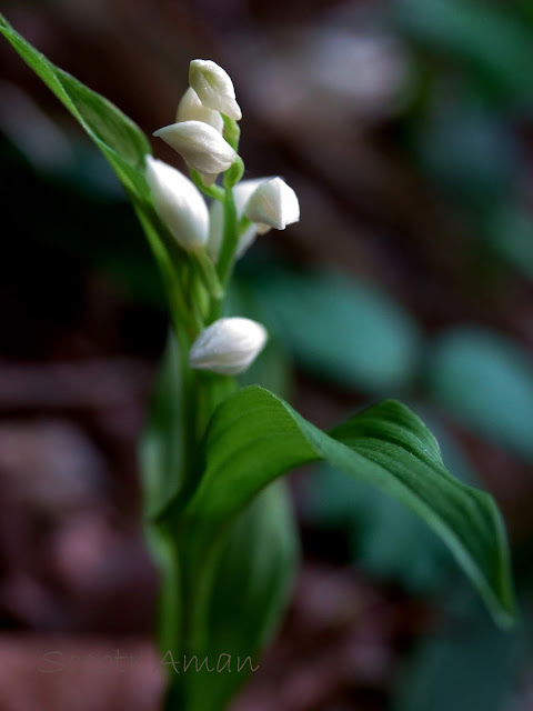 Cephalanthera erecta 