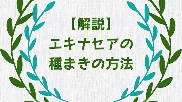 エキナセアの種まきの方法を解説