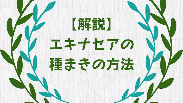 エキナセアの種まきの方法を解説