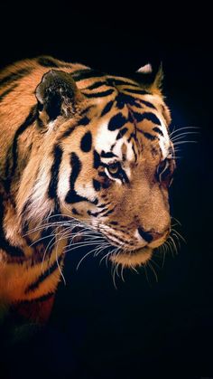 Tiger beautyful