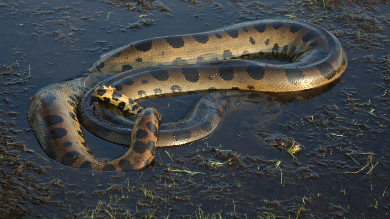  anaconda images python reticulatus python reticulatus anaconda snakes